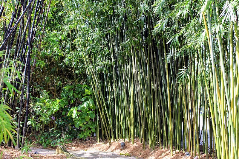 Ninth Ward Nursery: New Orleans’ bamboo specialists cover image