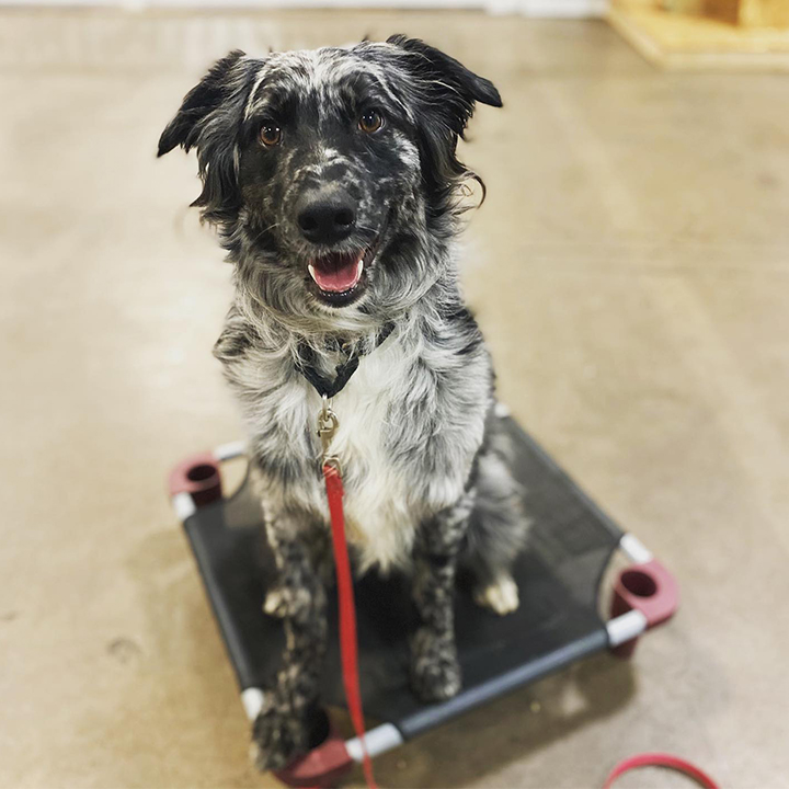 Sit Means Sit Dog Training Colorado Springs cover