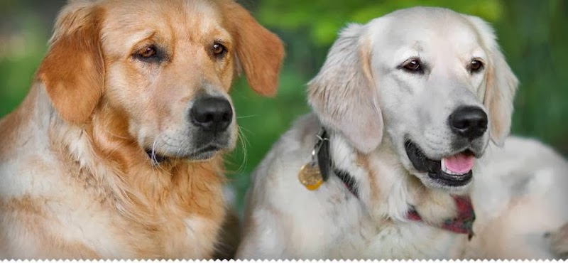 The Velvet Snout cover image