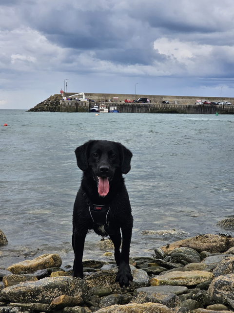 American Standard K9 Dog Training Ireland cover image