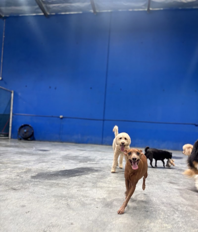 Joyful Paws Hotel cover image