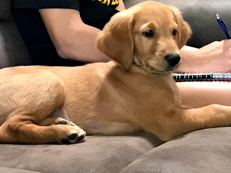 k9katelynn Dog Training cover image