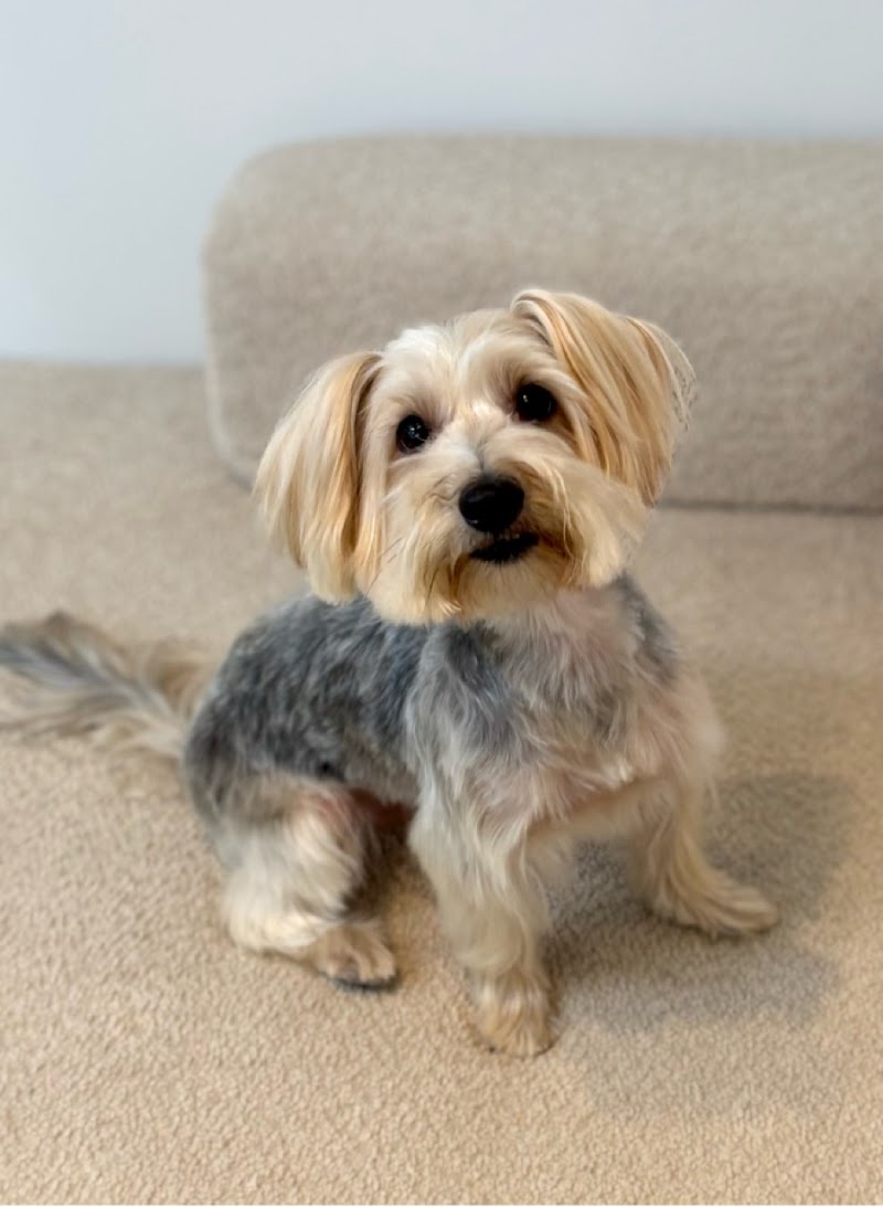 Spableen- Premium Pet Grooming Salon Griffintown cover image