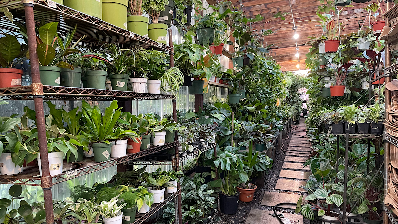 Mickey Hargitay Plants cover image