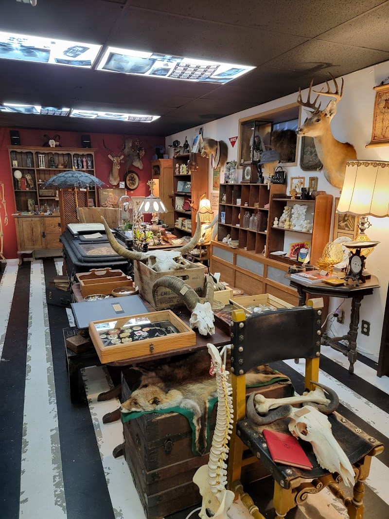 Mudlark Oddities cover image