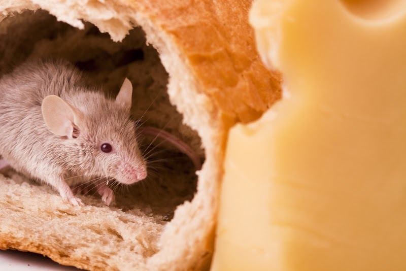 Smart Pest Control - Pest Control Manchester cover image