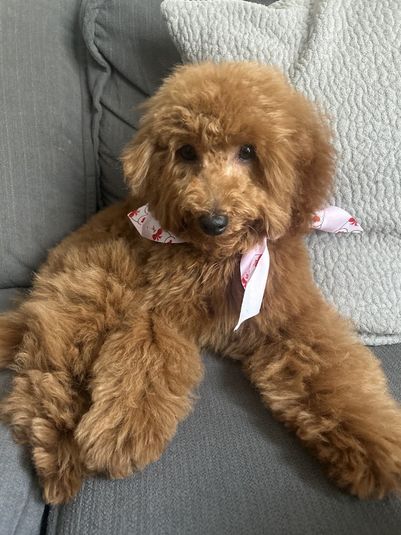 Groomingdale's Pet Salon & Spa cover image