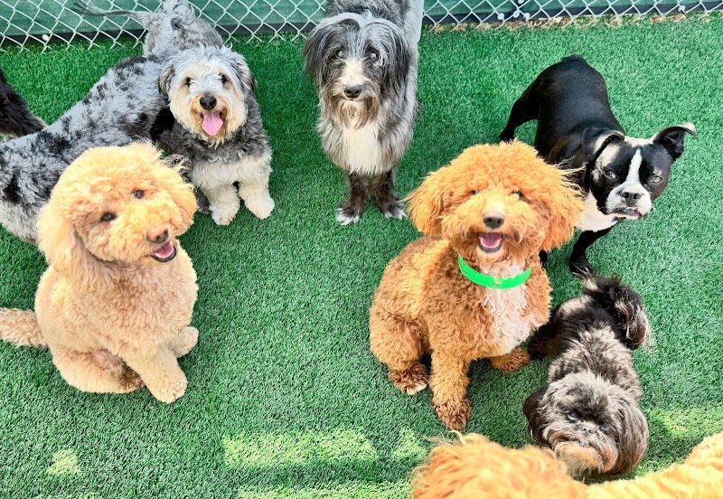 Woodland West Pet Resort cover image