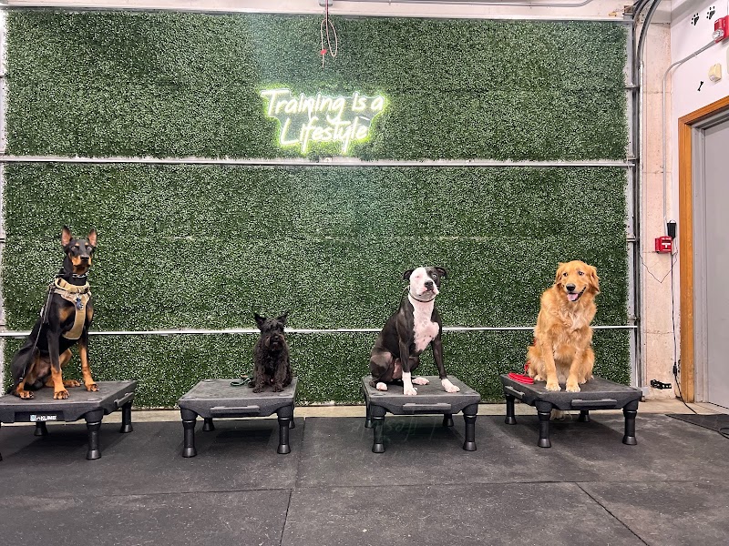 The Northwest Dog Trainer cover image