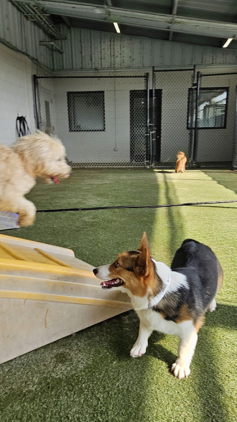 Pet Paradise Las Colinas cover image