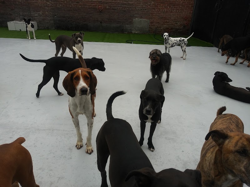 Just Pet Me cover image