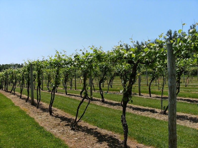 Saint Croix Vineyards cover image