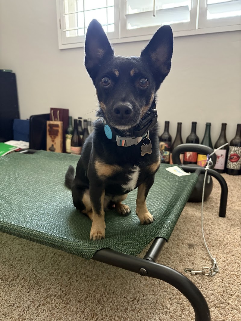 Paws To Train Your Dog cover image