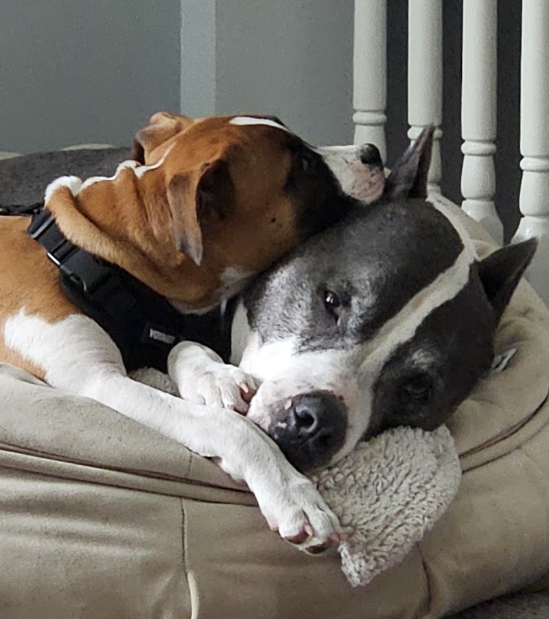 SpitzeK9 Dog Training cover image