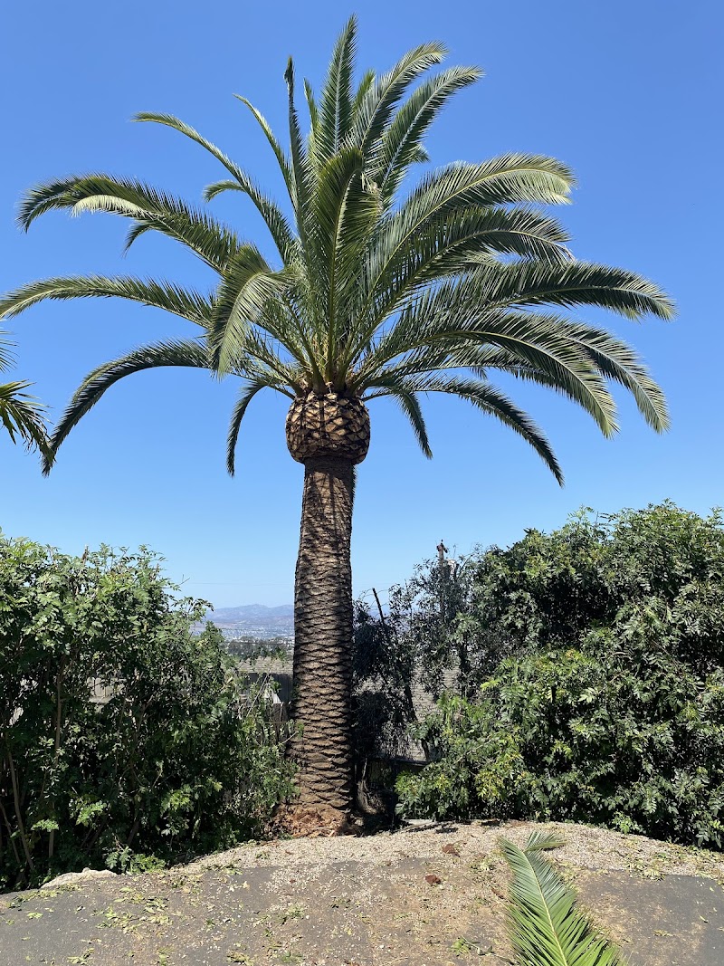 Pedro's Tree Service cover image