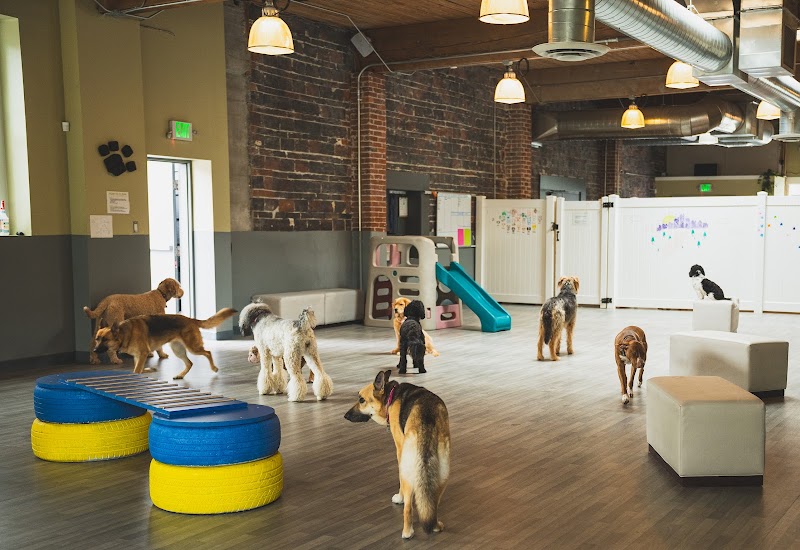 BoneYard Dog Daycare & Boarding cover image