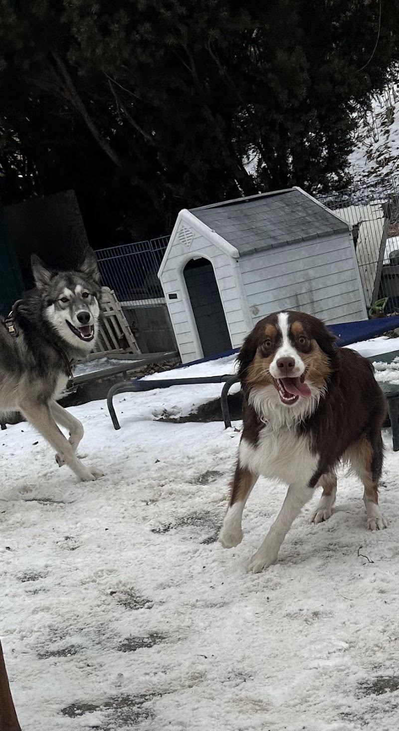 Sam’s Pet Patrol LLC cover image