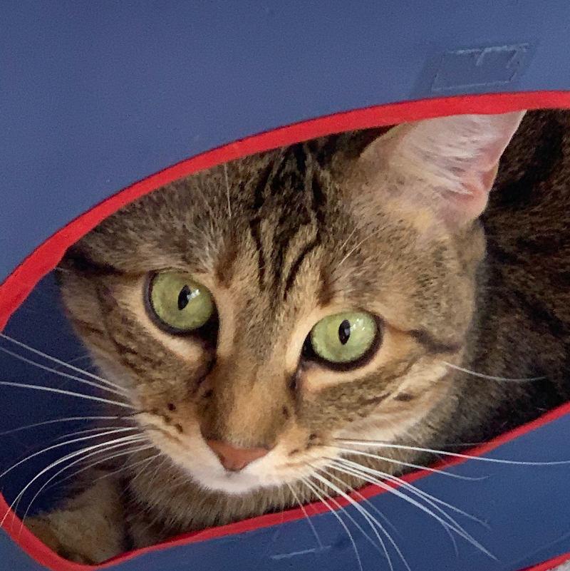 LEAH'S PET SITTING cover image