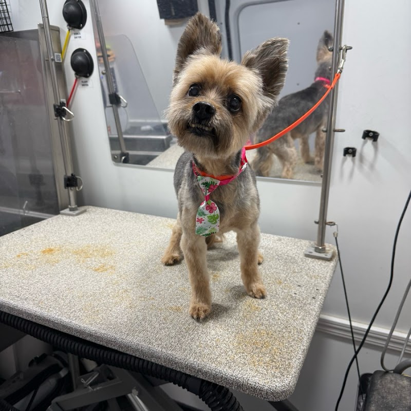 Furry Land Mobile Grooming Orlando cover image