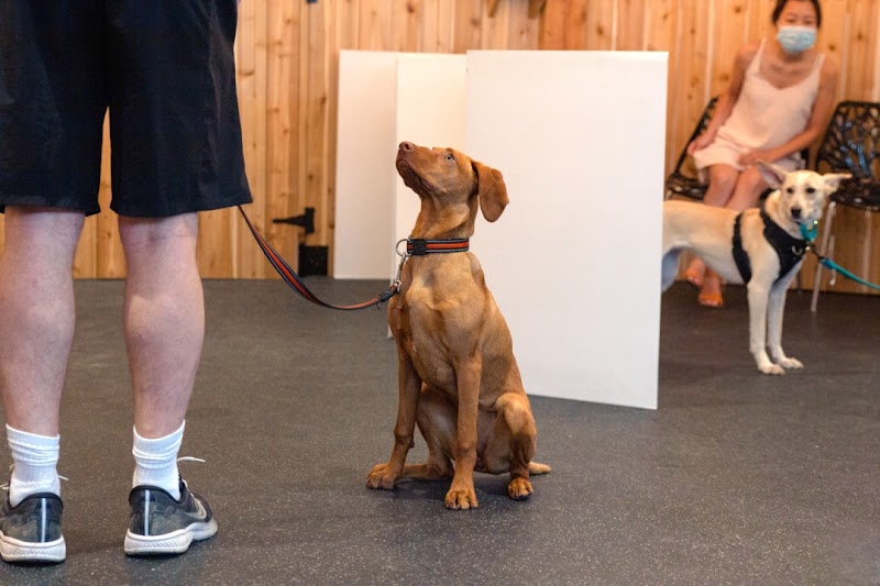 When Hounds Fly (Mount Pleasant) cover image