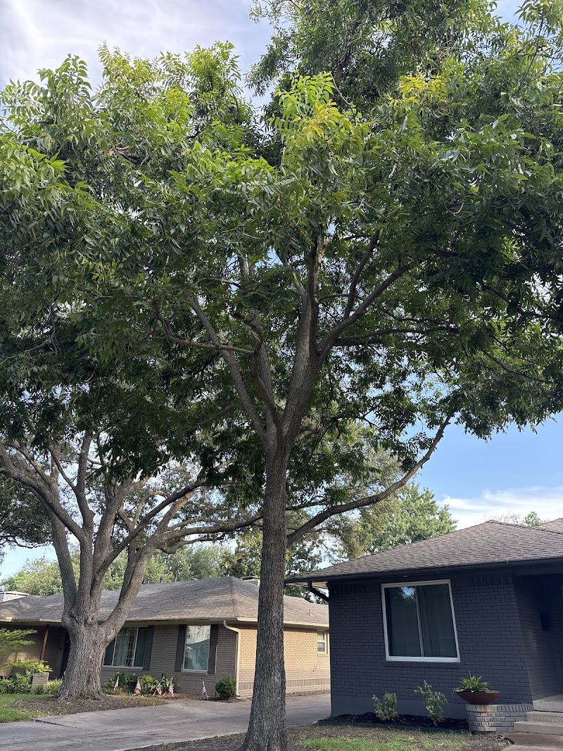 Texas Tree Surgeons cover image