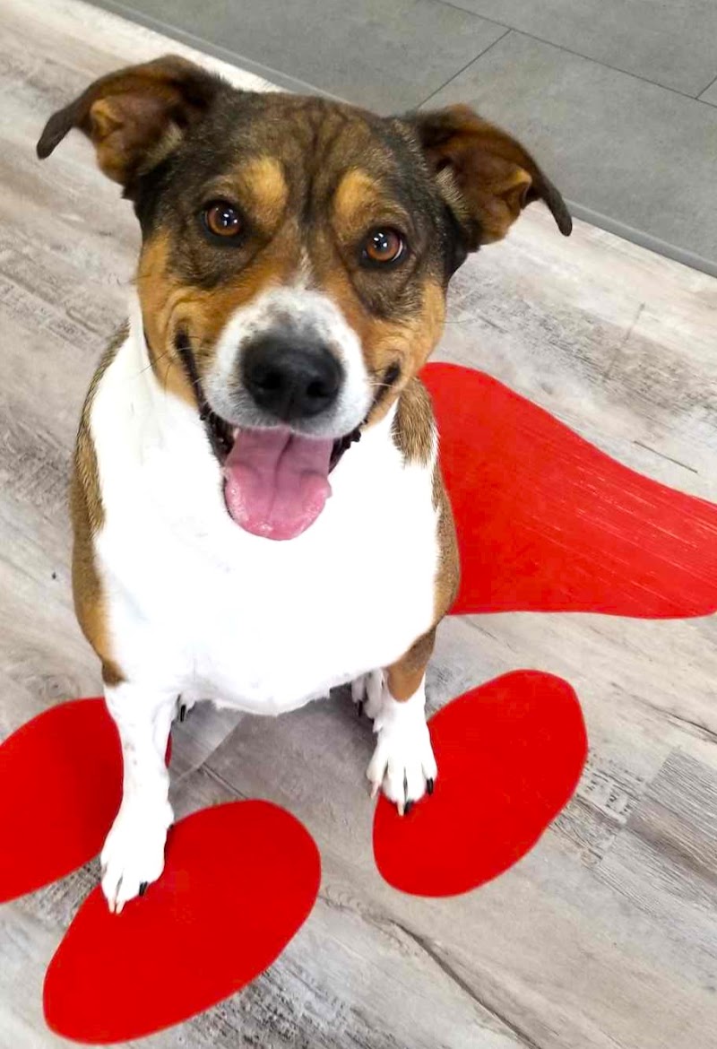 All Dogs Unleashed Colorado Springs cover image