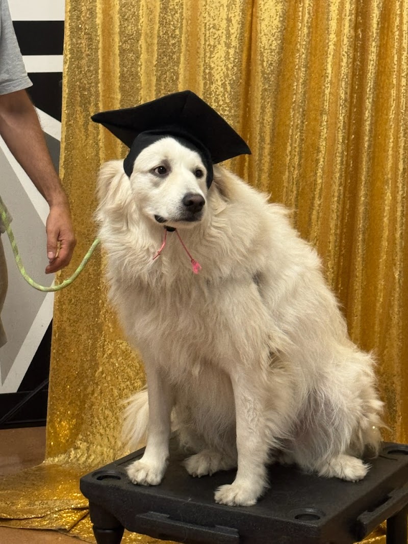 Sit Means Sit Dog Training - Philadelphia cover image