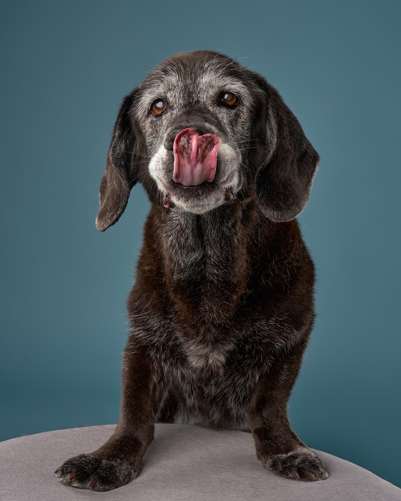 Shuttermutt Photo cover image