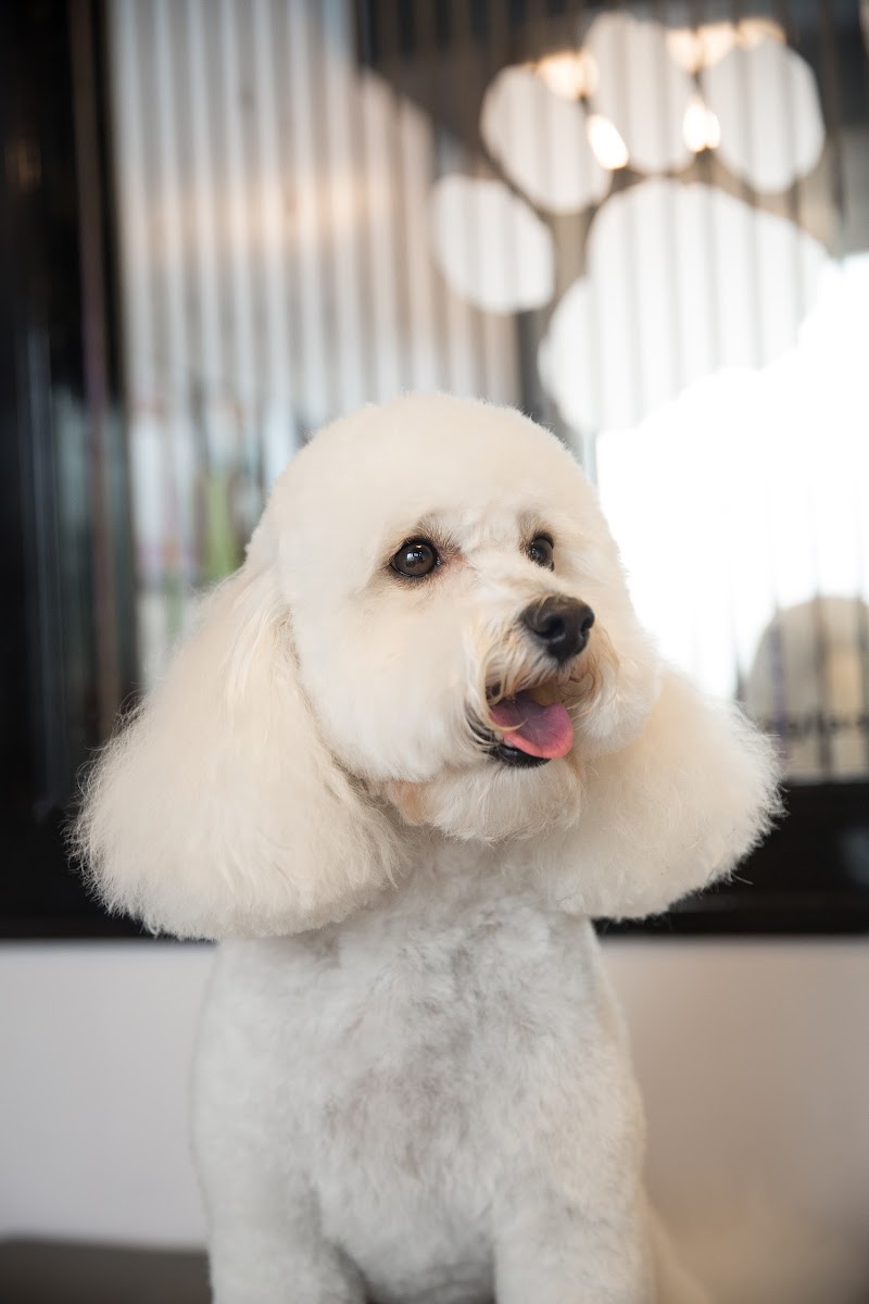 Pampered Paws Glasgow cover image