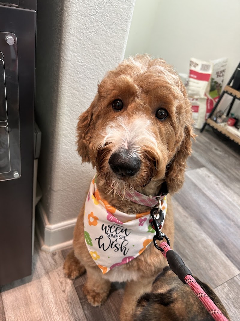 Elevated Touch Pet Salon cover image