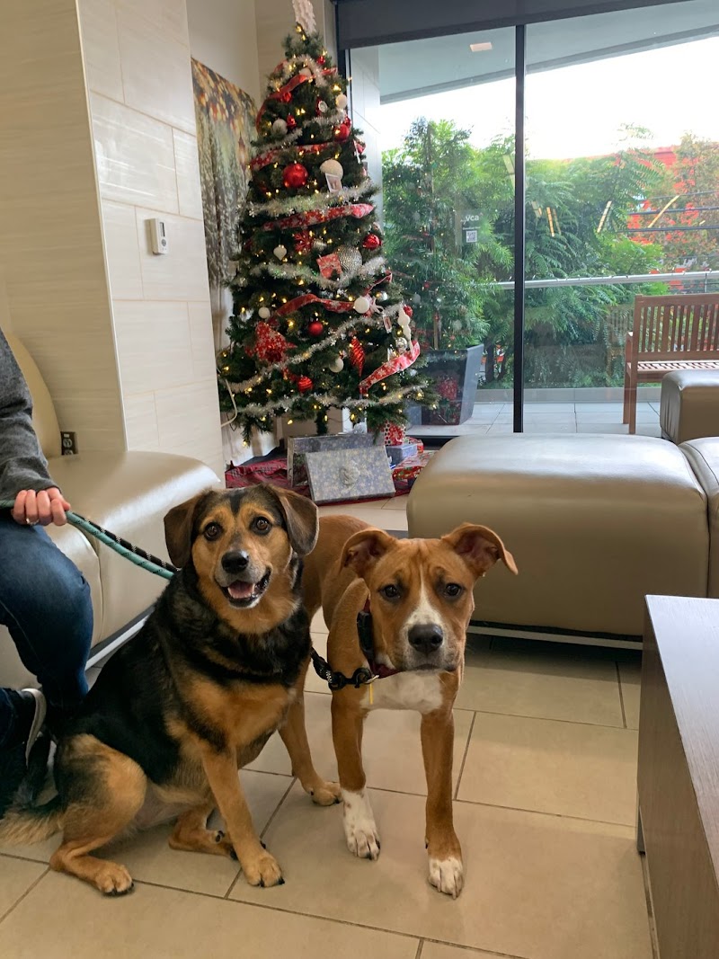 VCA West Los Angeles Animal Hospital cover image