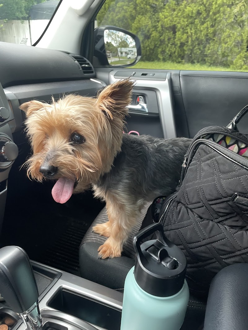 All Creatures Pet Grooming cover image