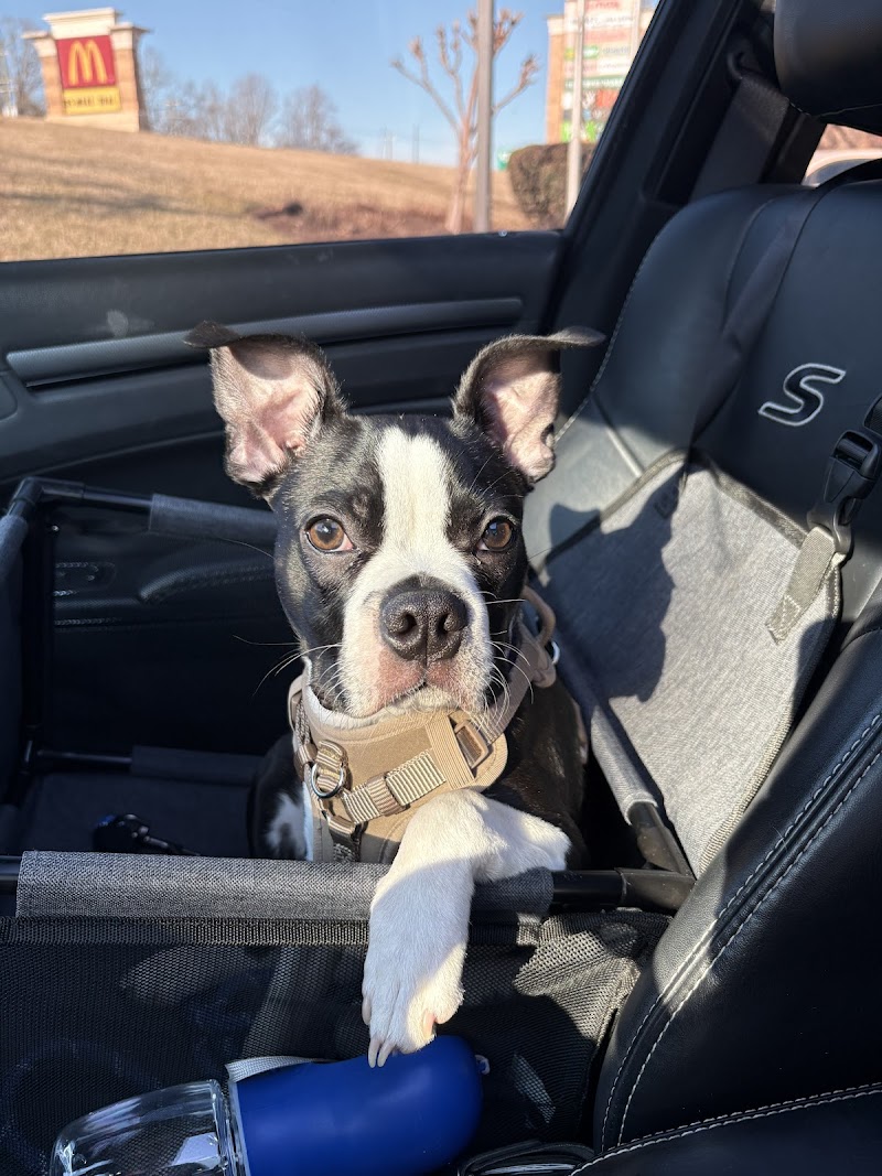 Four Paws Pet Resort VI cover image