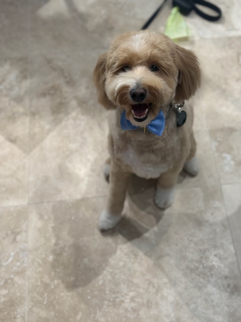 Pawphoria Grooming and Pet Market cover image