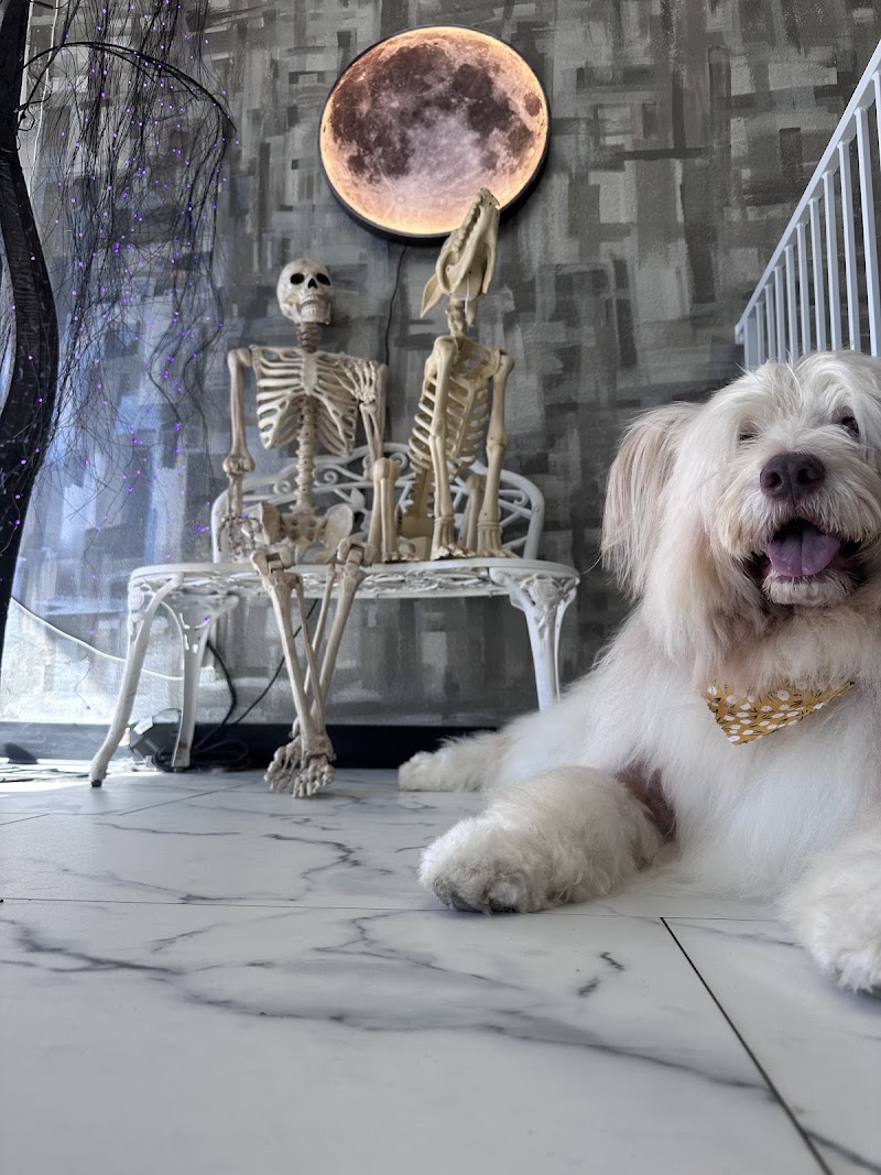 Happy Hounds Pet Grooming cover