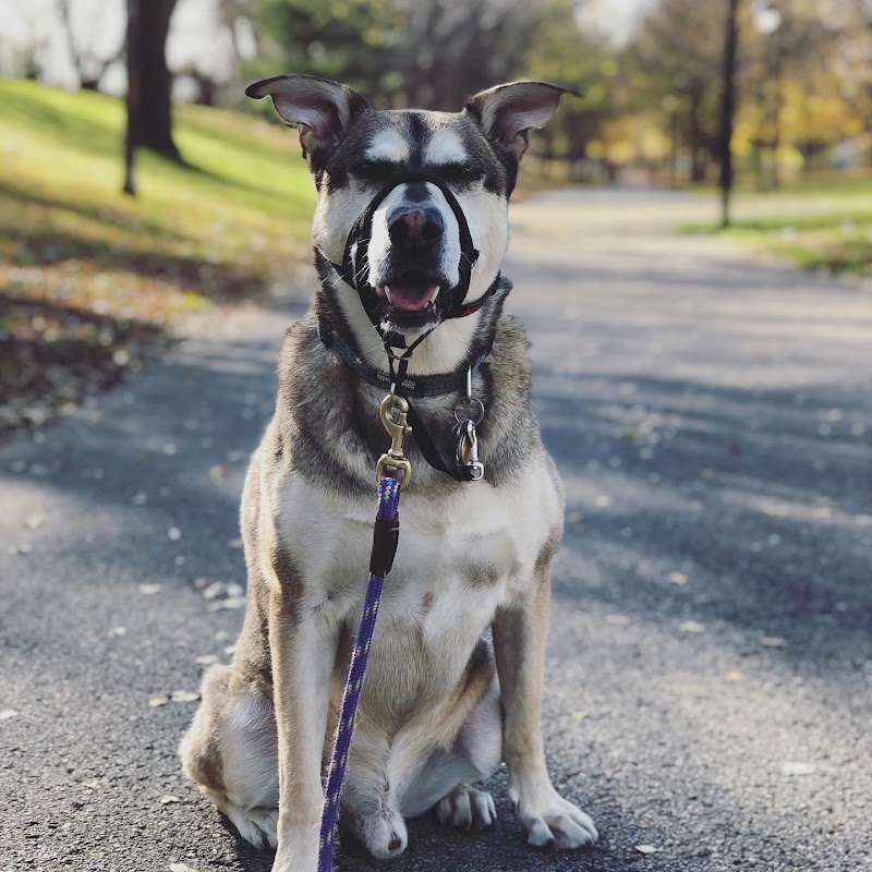 Wagging Tails Mtl cover image