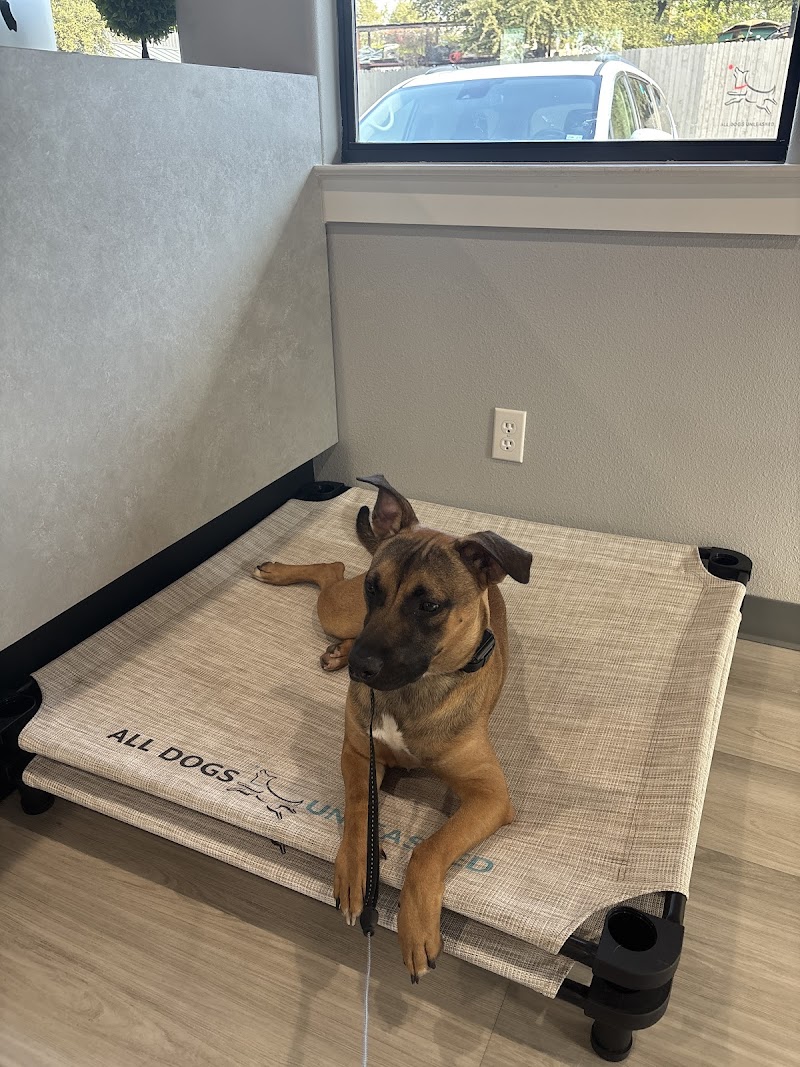 All Dogs Unleashed cover image