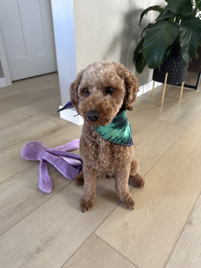Loved Up Pup: Dog Grooming with Love cover