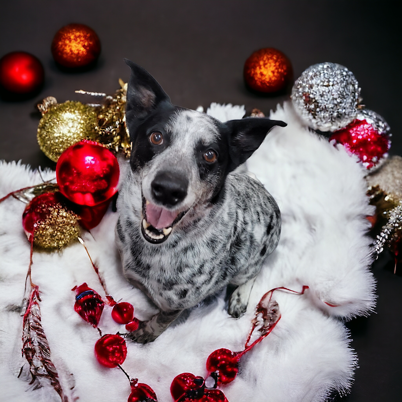 Bow Wow Billie's Dog Bathing and Grooming cover image