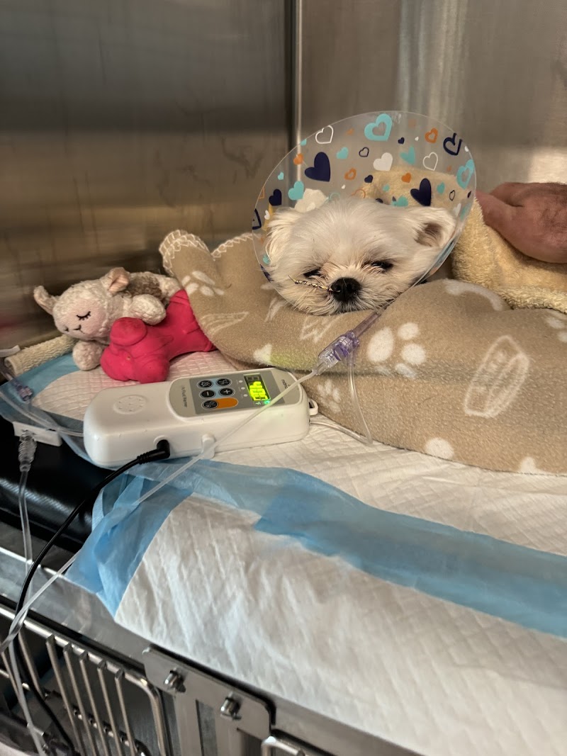 VEG ER for Pets cover image