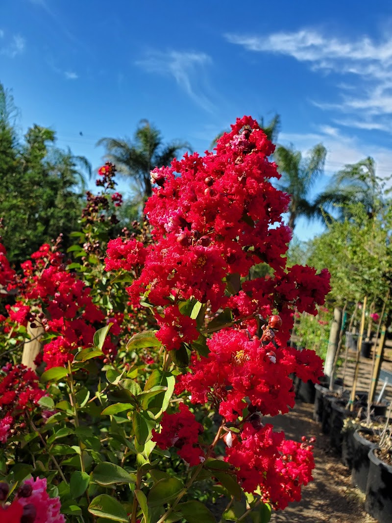 Santa Rosa Nursery cover image