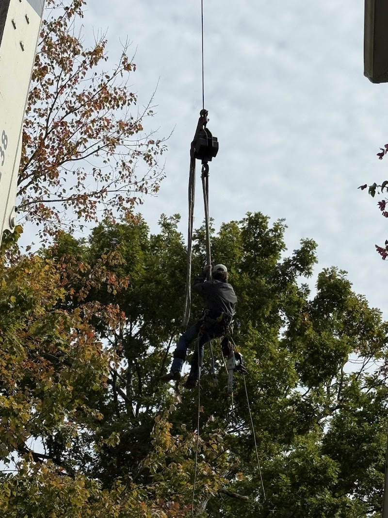 Cut Right Tree Service cover image