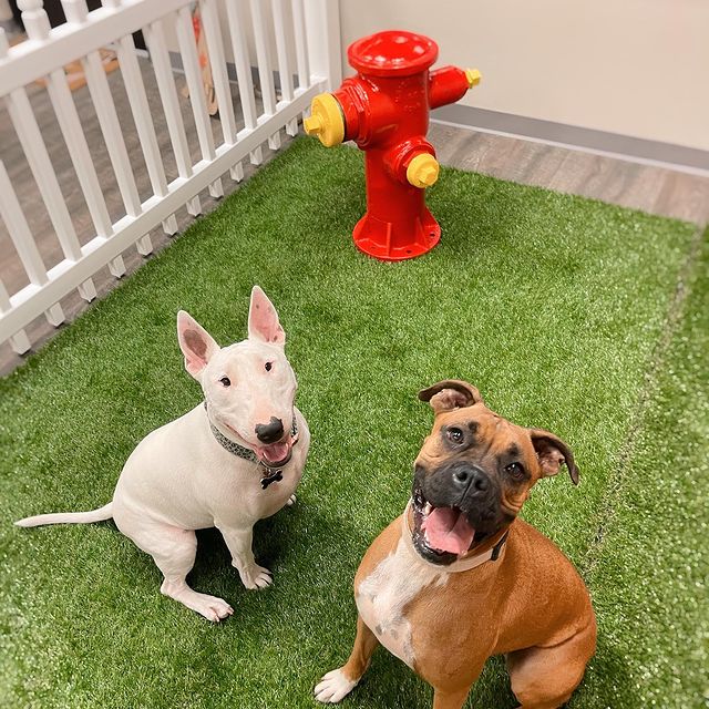 Paws and Claws Pet Resort cover image