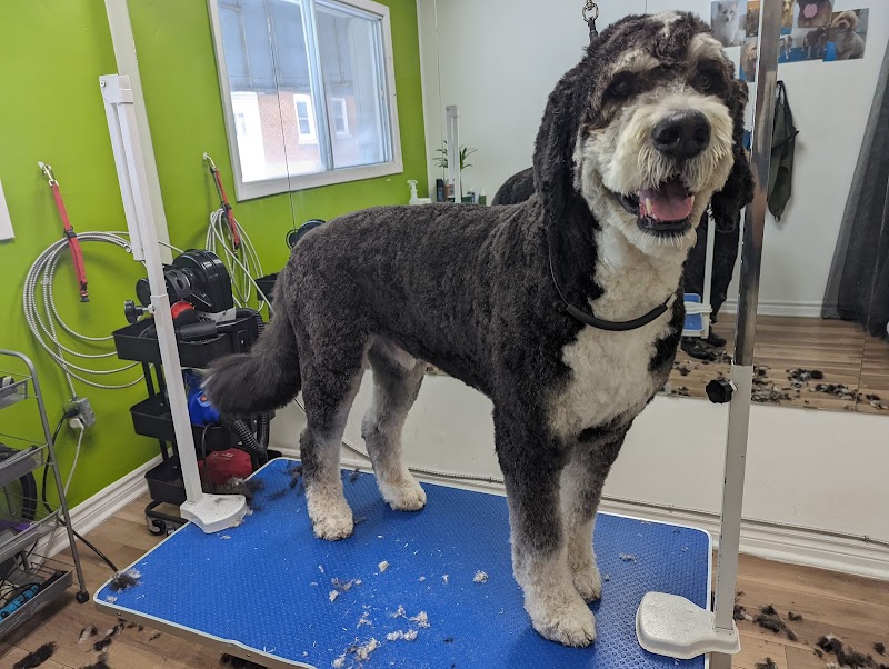 AbsoluteLee Pets cover image