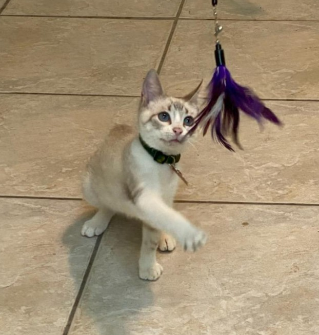 Bluff Boarding Kennels & Cattery cover image