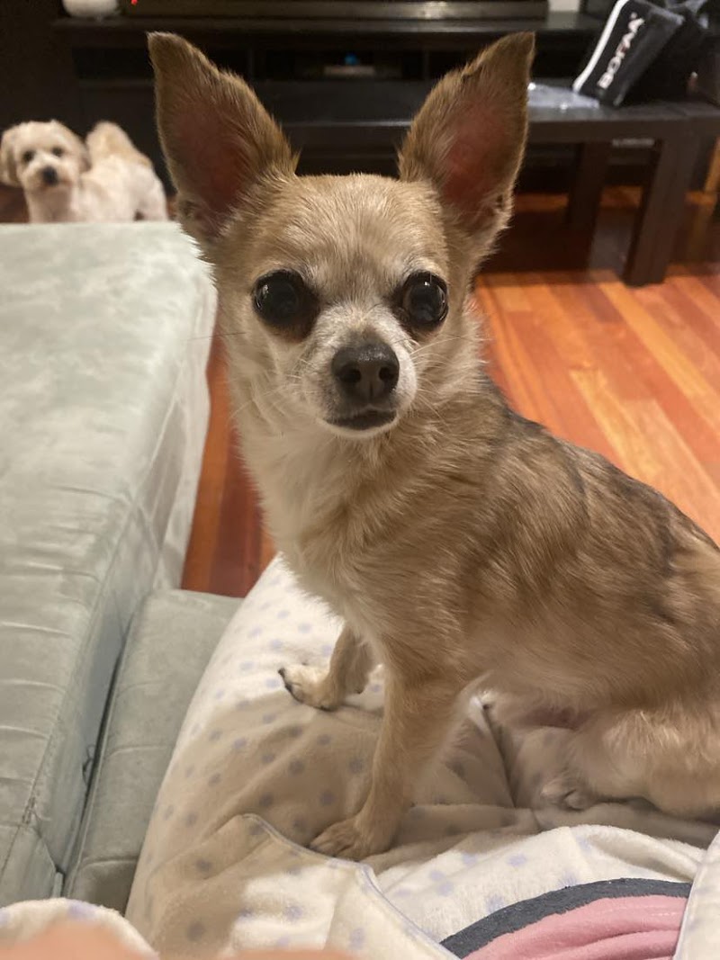 Happy Stays Small-Dog Boarding cover image