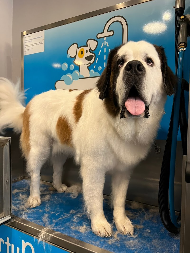 Dirty Pawz Self-Serve Dog Wash cover image