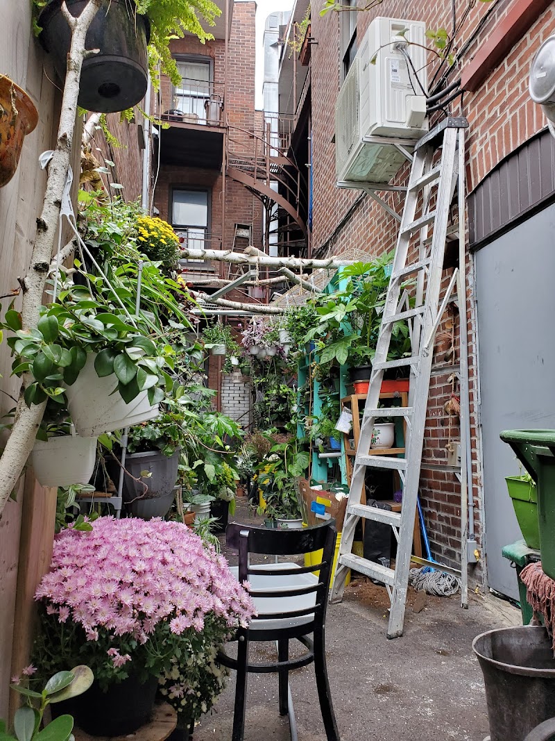 Dragon Flowers (Tammy) cover image