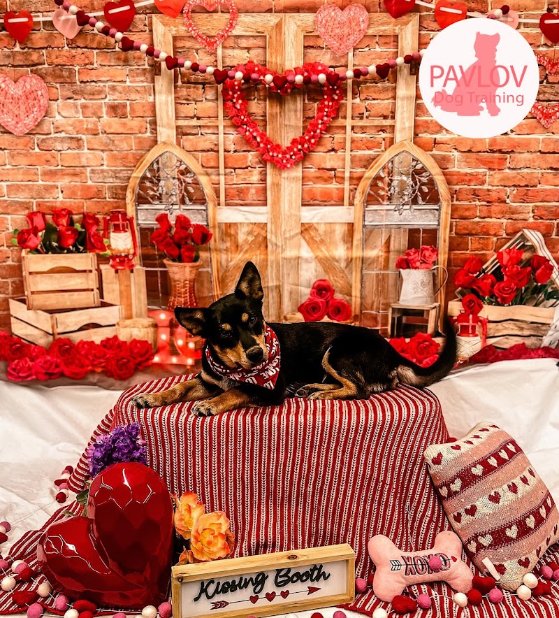 Pavlov Dog Training - Denver cover image