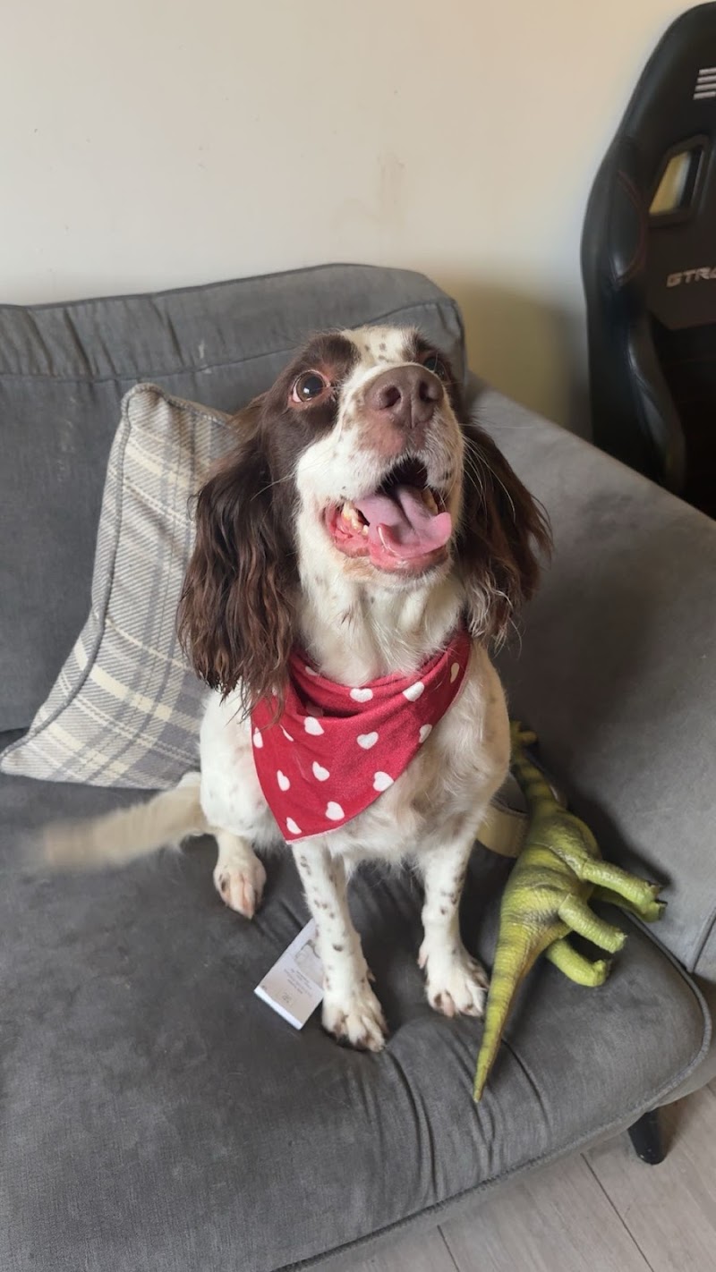 Daisy Ducks dog grooming cover image